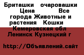 Бриташки - очаровашки.  › Цена ­ 3 000 - Все города Животные и растения » Кошки   . Кемеровская обл.,Ленинск-Кузнецкий г.